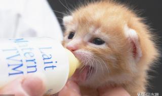 小猫能喝酸奶吗